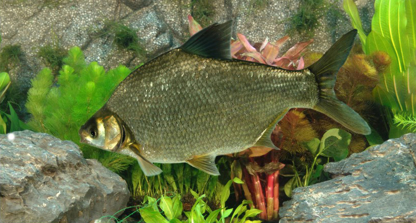 异源二倍体鲂鲴品系